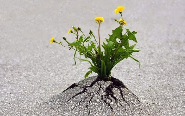 11017166_1399989510310488_1938898266940108094_n